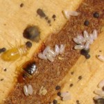 bed bug eggs Mansfield home inspector on bed bugs