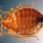 Fort Dallas Home Inspector on Bed Bugs